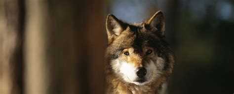 Petition To Save Wolves In The Lower 48 States Need Your Help