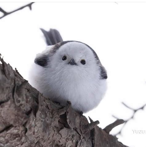 Pin By Janna Kuznetsova On птички Fluffy Animals Cute Birds Animals