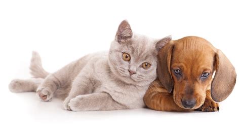 Cat And Dog Hd Wallpapers Top Free Cat And Dog Hd Backgrounds