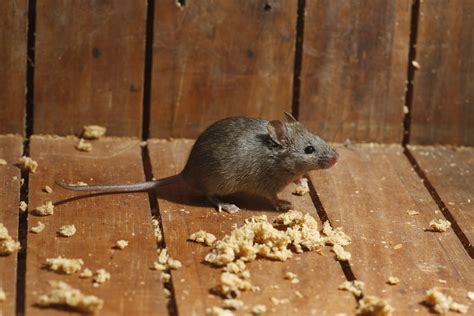 Rats Vs Mice Which Is Which Masterguard Pest Control