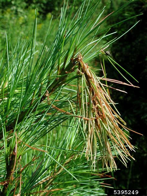 Diplodia Tip Blights Diplodia Spp On Eastern White Pine Pinus