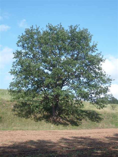 Filethe Oak Tree Wikimedia Commons