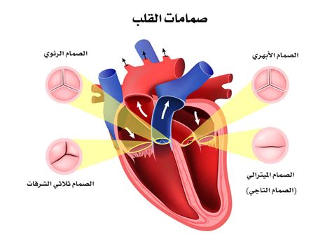 عدد صمامات القلب