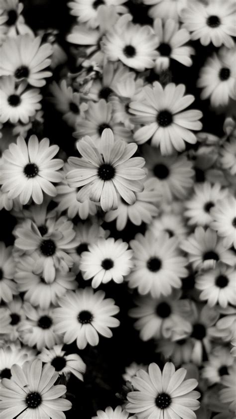 Black And White Daisy Wallpapers On Wallpaperdog