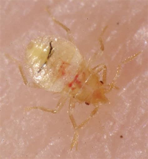What Do Baby Bed Bugs Look Like Pictures Get More Anythinks
