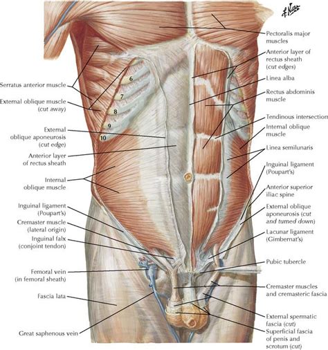 The abdominal muscles stretch over the abdomen from the chest to the hips, covering the center and sides also. The Abdomen | Basicmedical Key