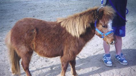 Mini horse killed as mountain lion attacks rise in Santa ...