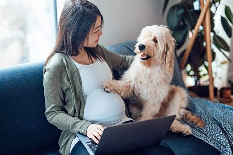 Can Dogs Sense Pregnancy Daily Paws