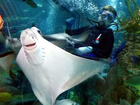 See top rated activities below. Aquarium Adventures! Audubon Aquarium of the Americas New Orleans, LA — BusybeingShasha