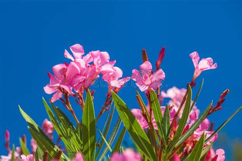 Nerium Oleander Flowers Stock Image Image Of Climate 108751795