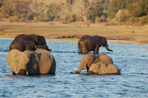Chobe National Park Botswana National Parks Park Animals