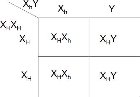 7 Hemophilia Punnett Square Biological Science Picture Directory