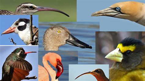 Bbc World Service Science In Action How Birds Beaks Evolved