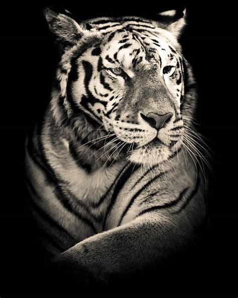 Black And White Tiger Stock Photos Pictures And Royalty