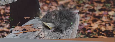Some pest control providers can give you the right information for specialized loans. Residential Pest Control Services: Mice Causing Problems ...