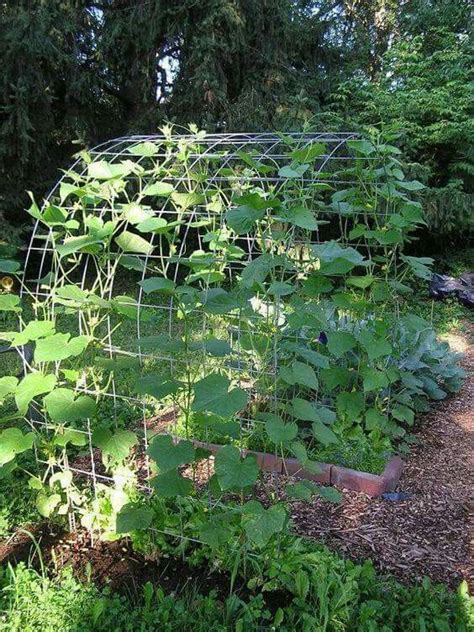 Growing cucumbers on a trellis. Beautiful DIY metal arch for climbing plants in home ...