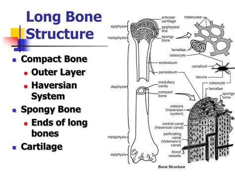 Ppt Basic Skeletal Anatomy Powerpoint Presentation Free Download