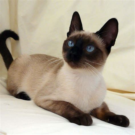 Seal Point Traditional Siamese Wow Such Bright Blue Eyes