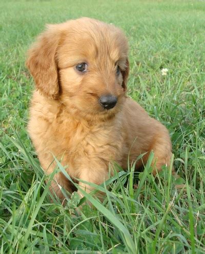 The goldendoodle is a result of breeding a golden retriever and a poodle together. Irish Doodle & Goldendoodle Puppies For Sale Eagle Valley ...