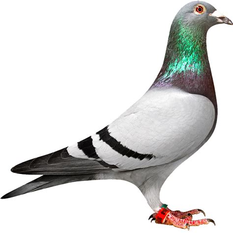 Download Pigeon Clipart Pigeon Png Transparent Png 1128661