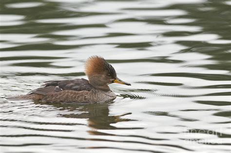 Hooded Merganser Female 2 Photograph By Sharon Talson Pixels