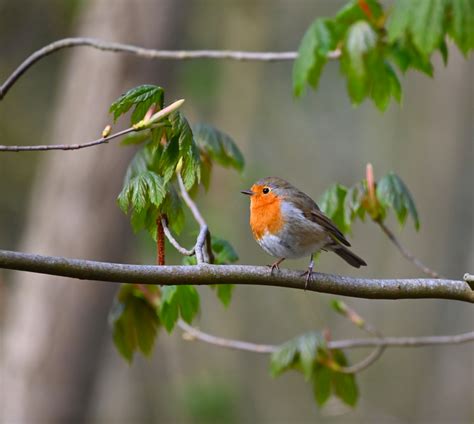 Vogel Des Jahres Foto And Bild Tiere Wildlife Wild Lebende Vögel