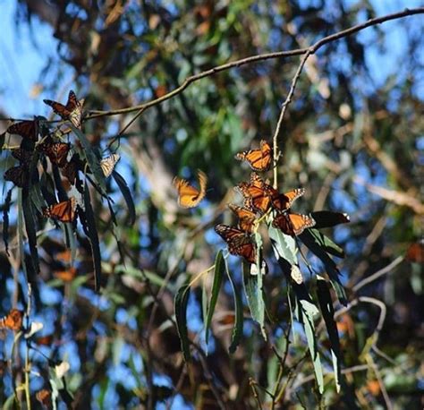 The Monarch Butterfly Grove Is Now Open Daily Through February 2017