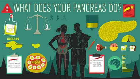 Passion Plan Pari What Does The Pancreas Do For Your Body Abandonner Le