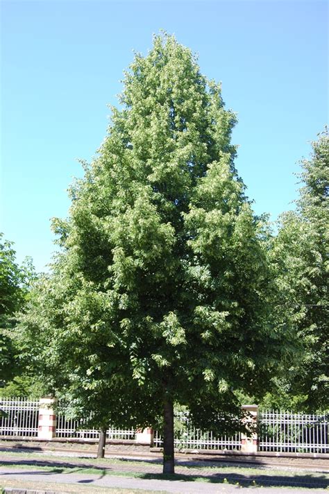 Tilia Cordata Greenspire Linden Scotts Garden Centre