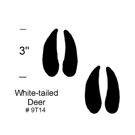 White Tailed Deer Footprints Pacific Concrete Images