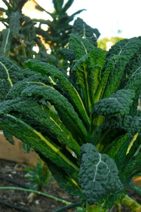 How To Grow Kale Or Collards In The Pacific Northwest Northwest Edible Life