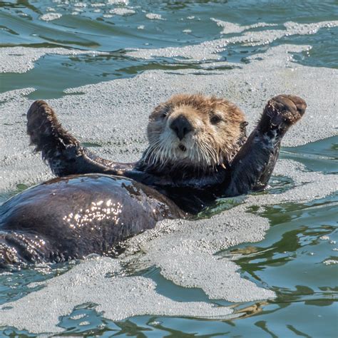 Sea Otter Fun Facts National Marine Sanctuary Foundation