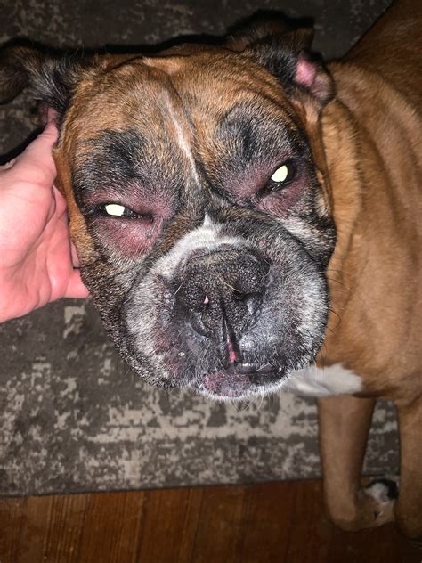 He Is A Boxer And His Eyes Are Both Swollen I Just Noticed It About 20