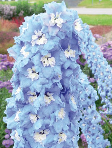 Ostróżka Magic Fountains Sky Blue White Bee Delphinium Elatum