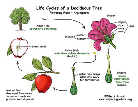Apple Tree Life Cycle Flowering Plant Exploring Nature Educational