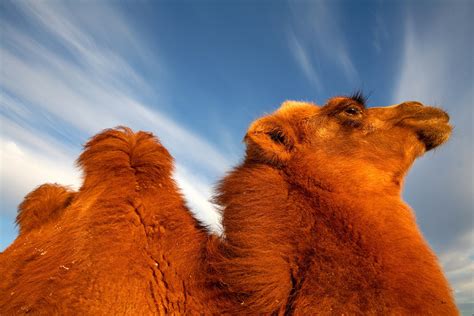 The biggest threat to them is humans destroying their natural habitat for farming and mining. 21 Endangered Animals That Are Total Badasses