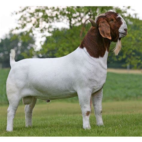 Boer Male Goat At Rs 1800 Kilogram Moshi Pune Id 13441299430