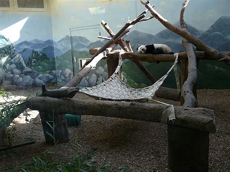Giant Panda Exhibit In Zoo Atlanta