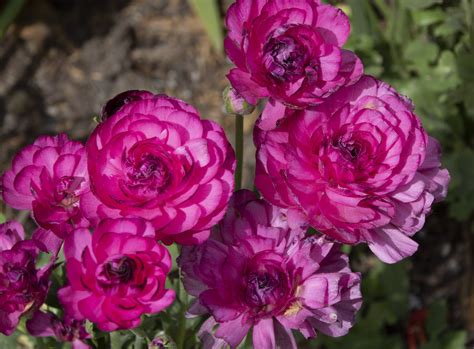 Pink Peonies Blossoms Free Stock Photo Public Domain Pictures