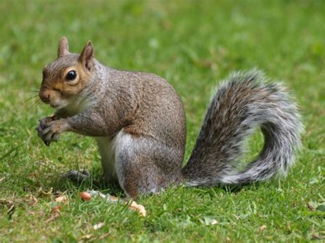 All About Animal Wildlife Squirrels Photos And Facts