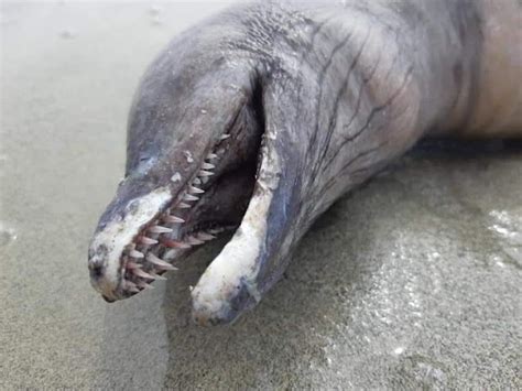 A Mysterious Eyeless Monster Washes Up On Mexico Beach