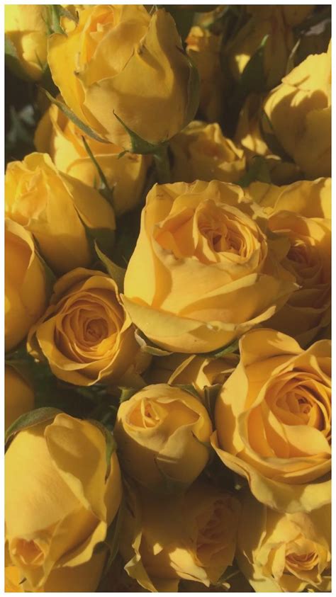 Yellow Aesthetic Pics Yellow Aesthetic Background Computer Flowers