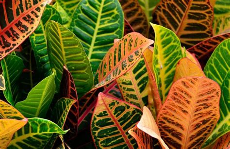 The croton petra (codiaeum variegatum petra) is an evergreen shrub native to southern asia and the western pacific islands. Croton: How to Grow and Care for Croton Plants | The Old ...