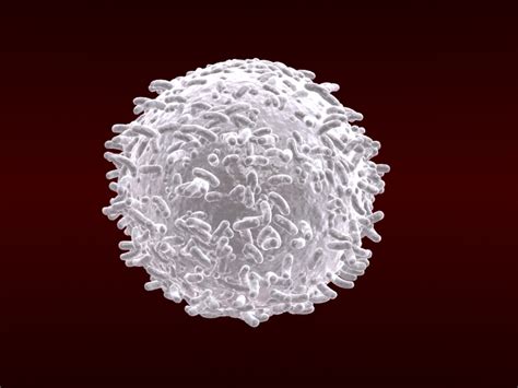White Blood Cells V1 3d Model Flatpyramid