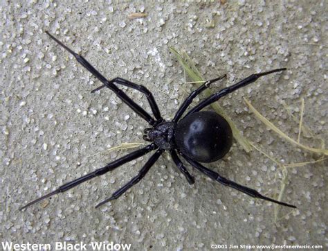 States, this species is also called the southern black widow. ambition never goes out of style: October 2010