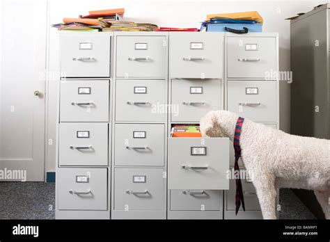 Poodle Wearing Necktie Sniffing Open Drawer Of File Cabinet Stock Photo