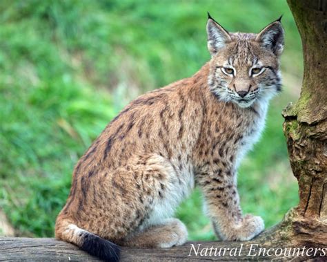 Natural Encounters Photography By Ben Williams Eurasian Lynx