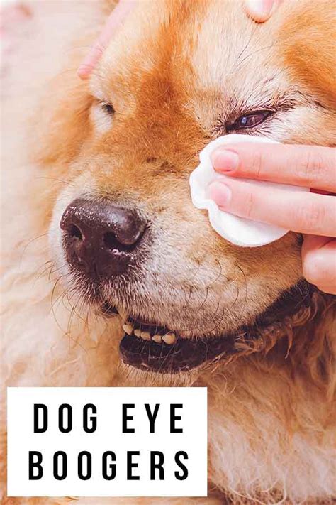 Dog Eye Boogers Types And Causes Of Canine Eye Discharge