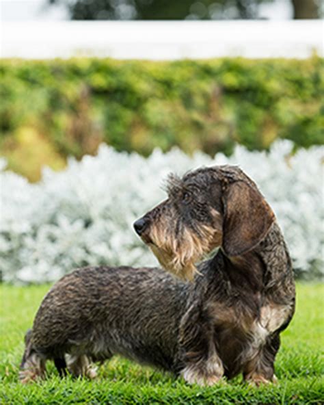 How Much Are Wirehaired Dachshunds