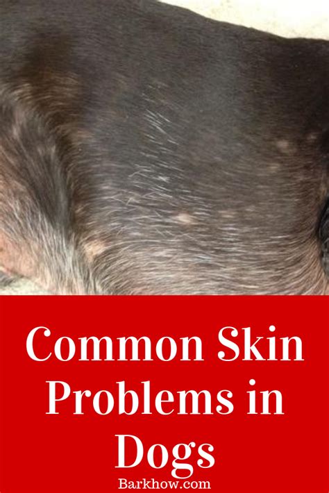 Acanthosis Nigricans In Dogs Pictures
